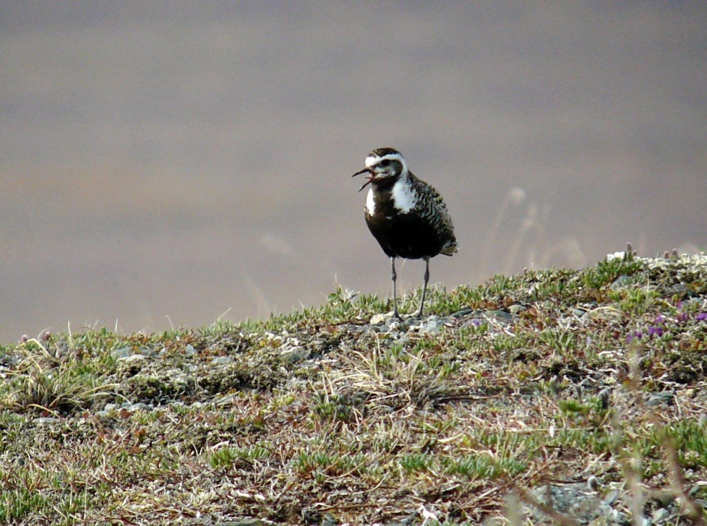 American Golden-Plover - ML626764527