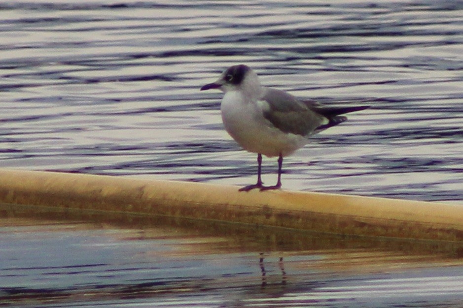 Franklin's Gull - ML626764567