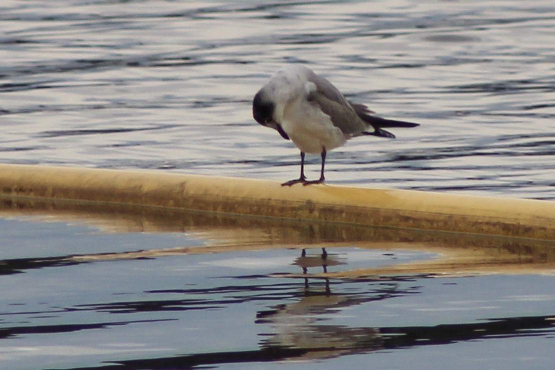 Franklin's Gull - ML626764568