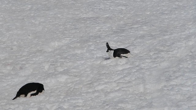 Chinstrap Penguin - ML626764589