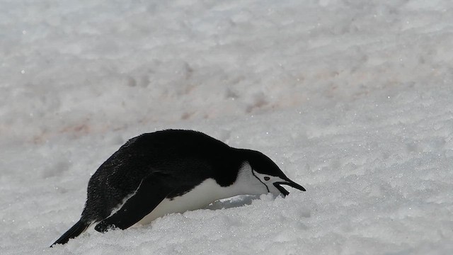Chinstrap Penguin - ML626764590