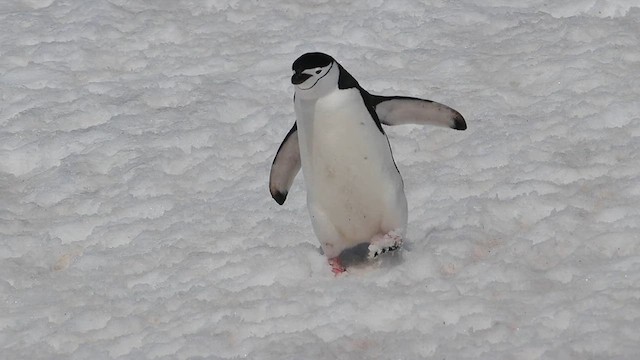 Chinstrap Penguin - ML626764591