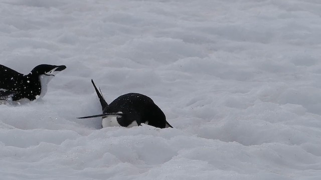 Chinstrap Penguin - ML626764592
