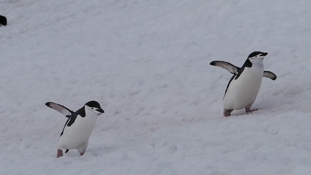 Chinstrap Penguin - ML626764596