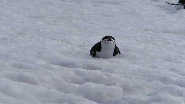 Chinstrap Penguin - ML626764597