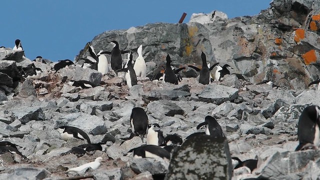 Chinstrap Penguin - ML626764598