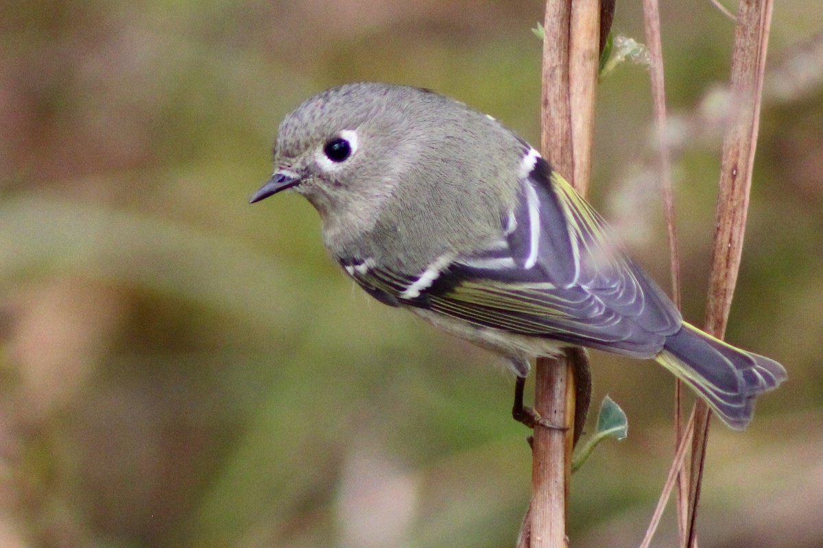 Ruby-crowned Kinglet - ML626764612