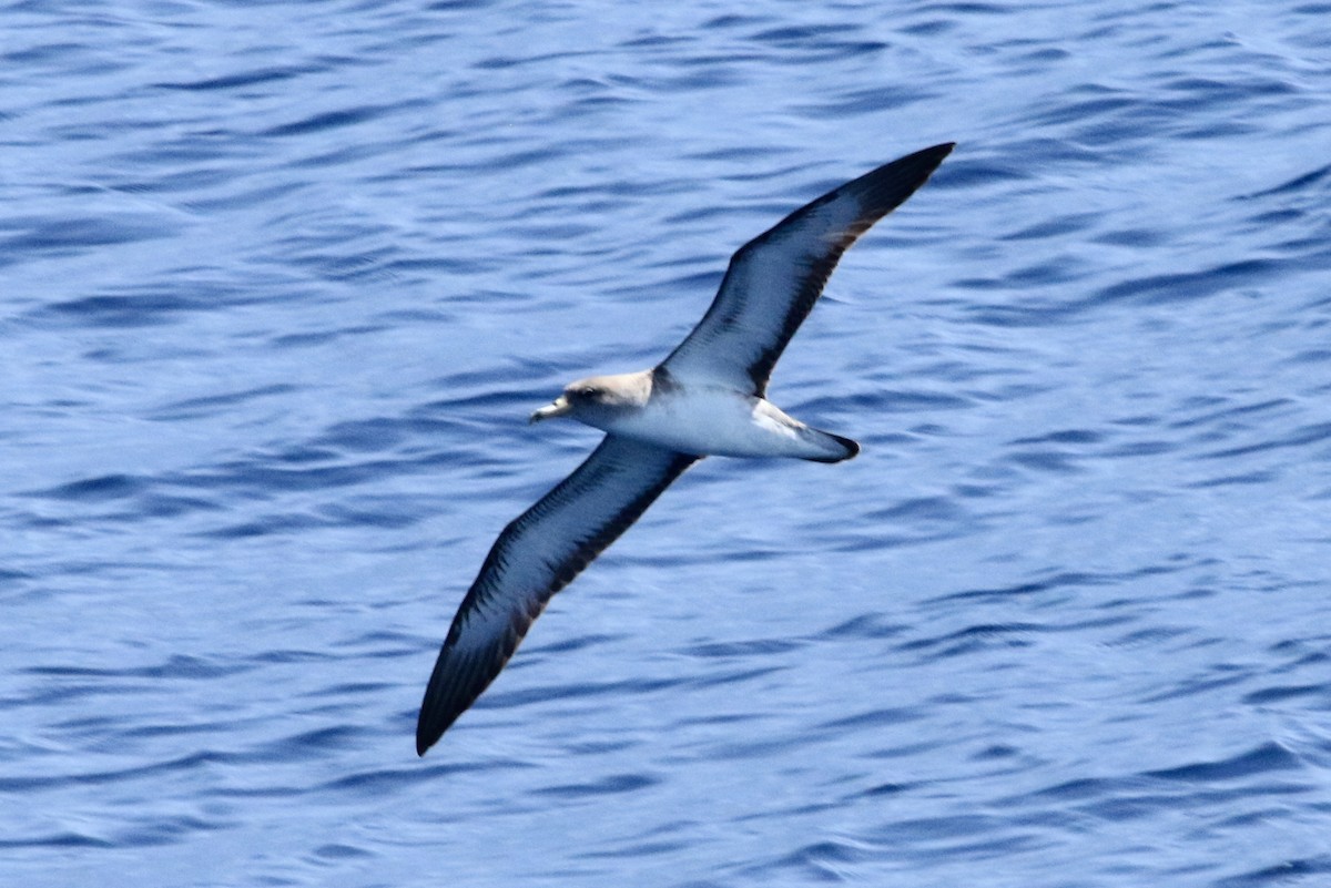 Cory's Shearwater - ML62676471