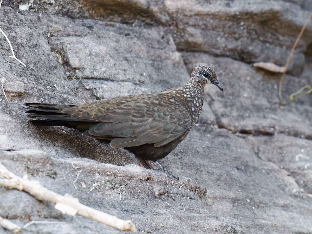 Chestnut-quilled Rock-Pigeon - ML626764746