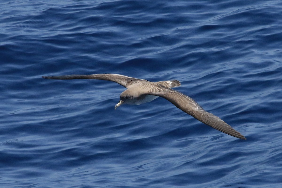 Cory's Shearwater - ML62676481