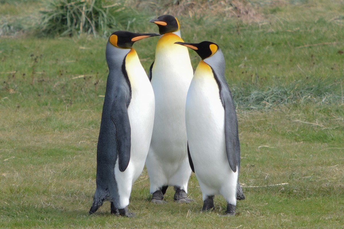 King Penguin - ML626764891