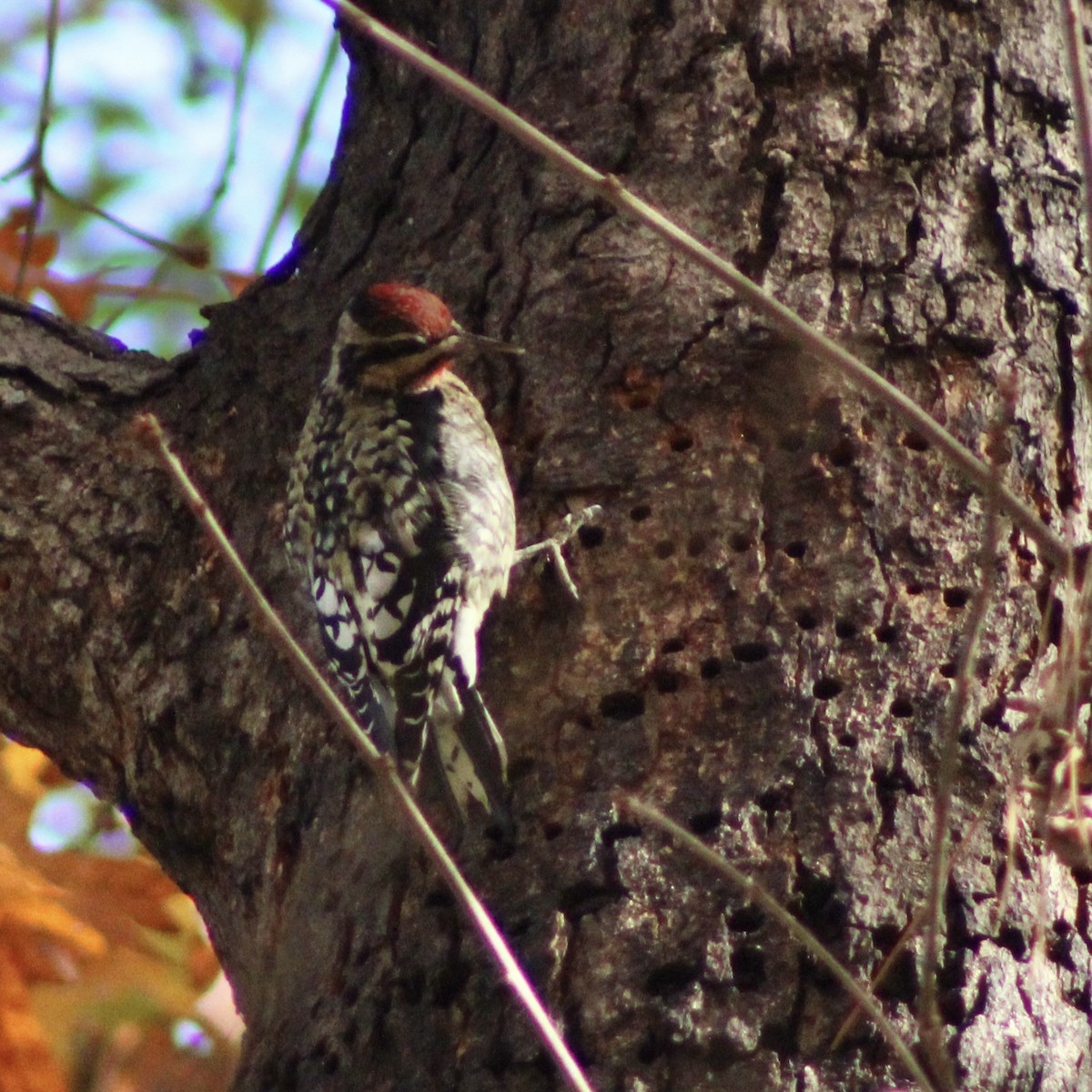 Yellow-bellied Sapsucker - ML626765040