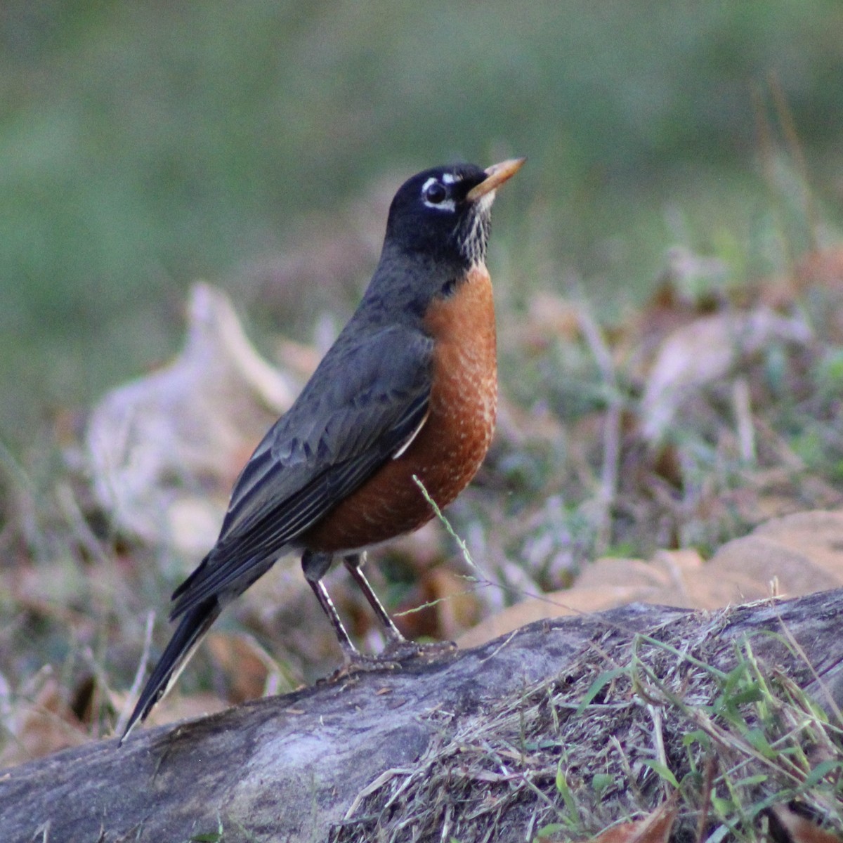 American Robin - ML626765063