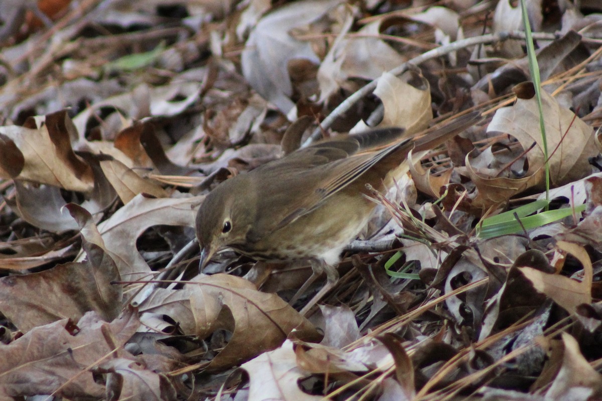 Hermit Thrush - ML626765121