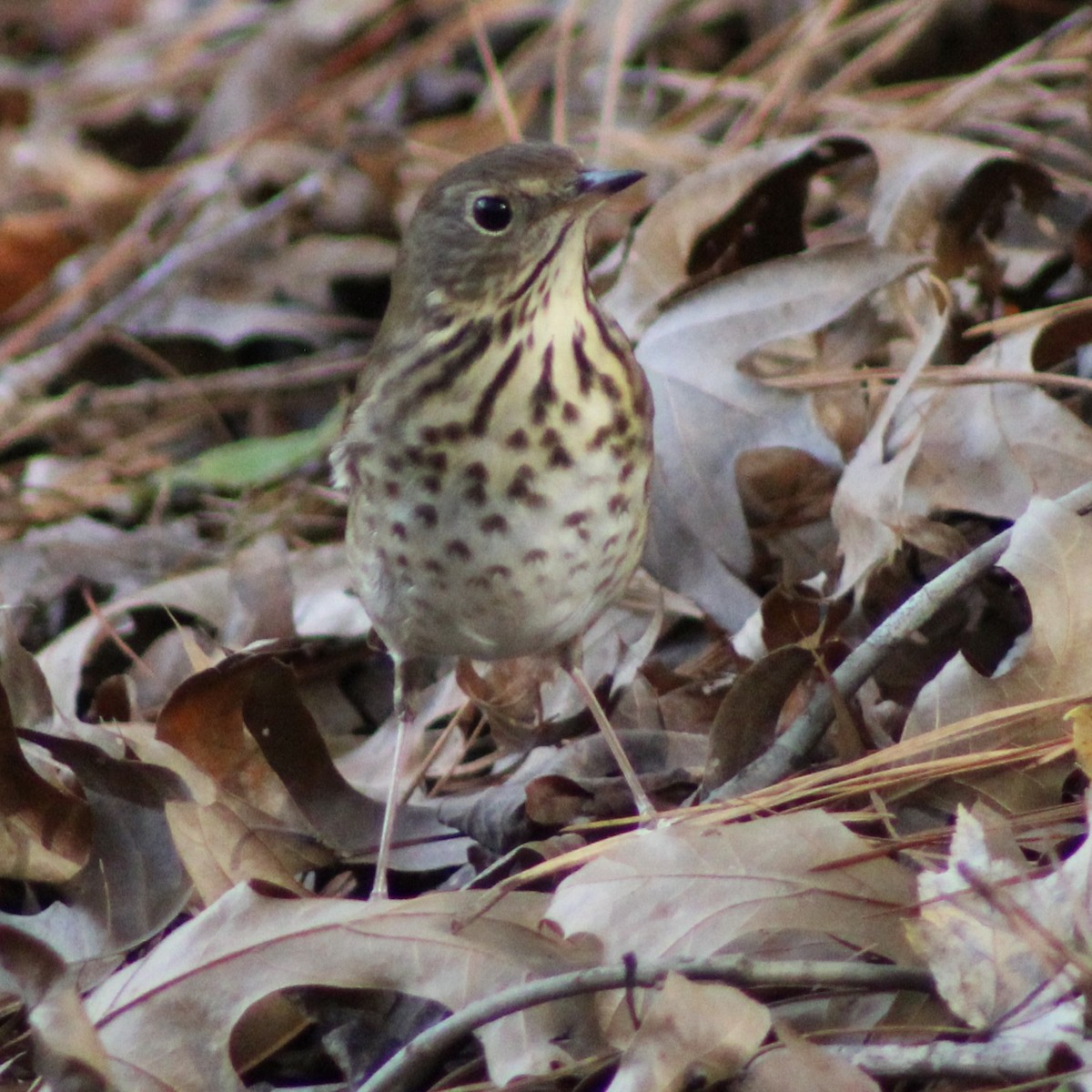 Hermit Thrush - ML626765124