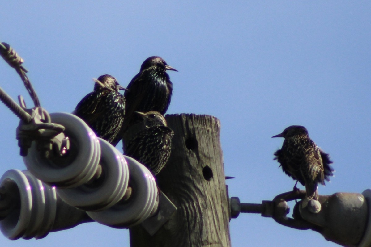 European Starling - ML626765159