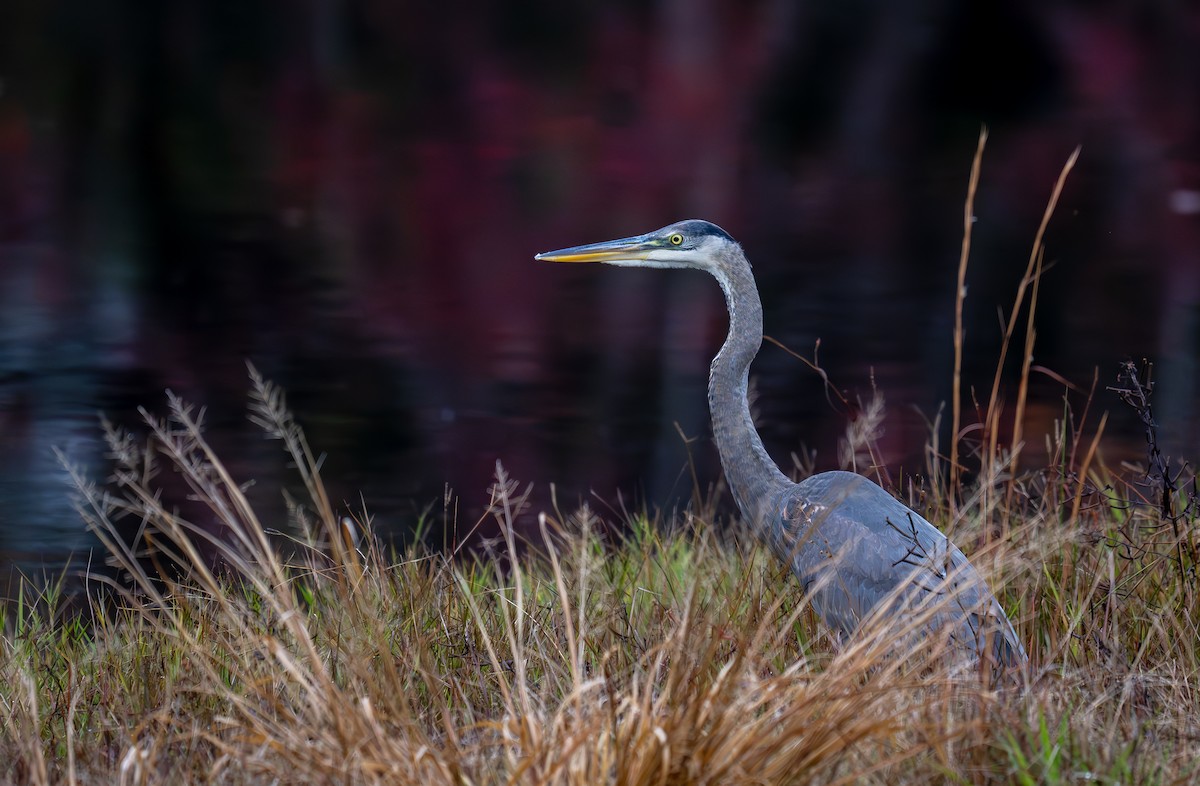 Great Blue Heron (Great Blue) - ML626765166