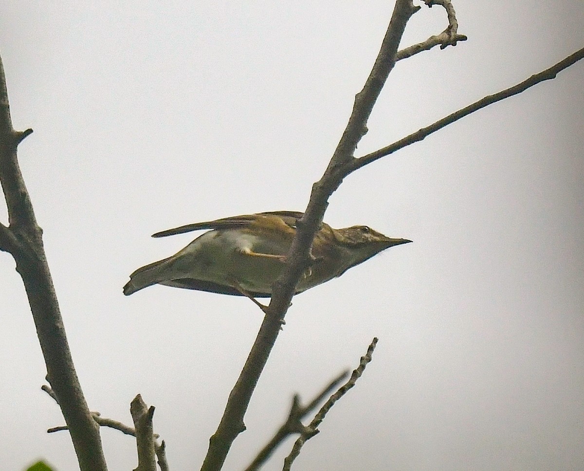 Eyebrowed Thrush - ML626765168