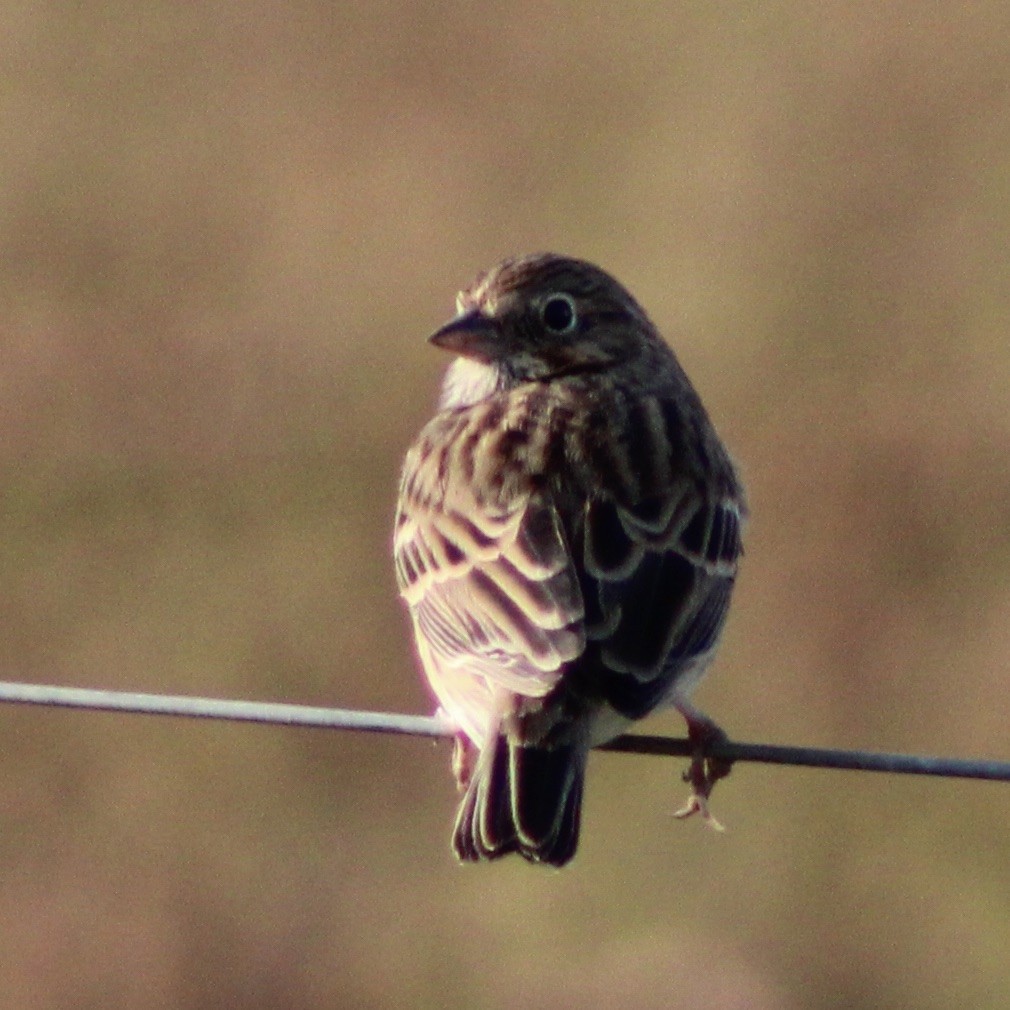 Vesper Sparrow - ML626765184