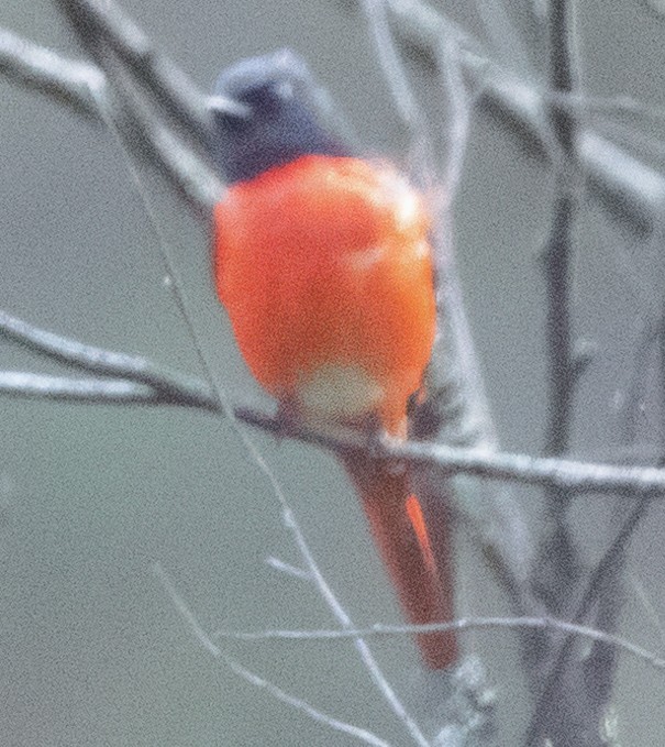 Scarlet Minivet - ML626765194