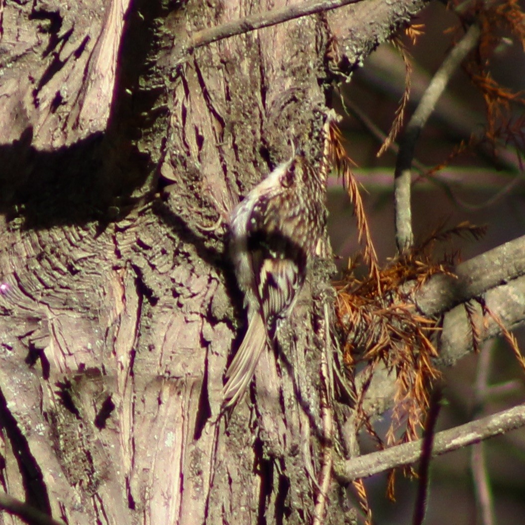 Brown Creeper - ML626765222