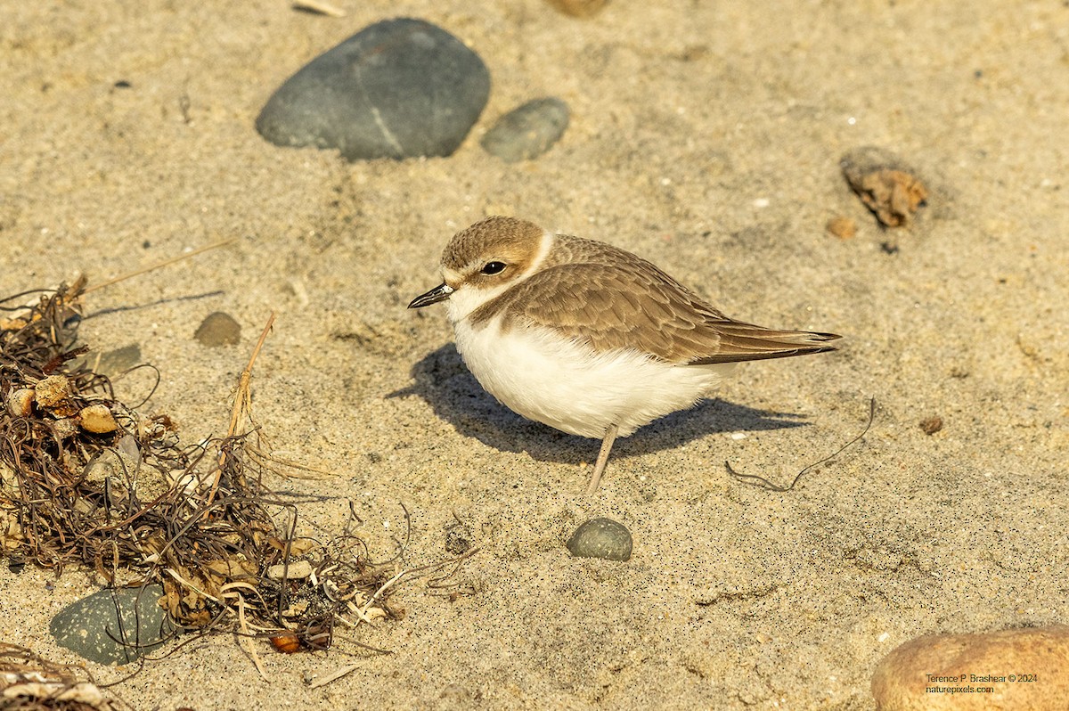 Snowy Plover - ML626765331