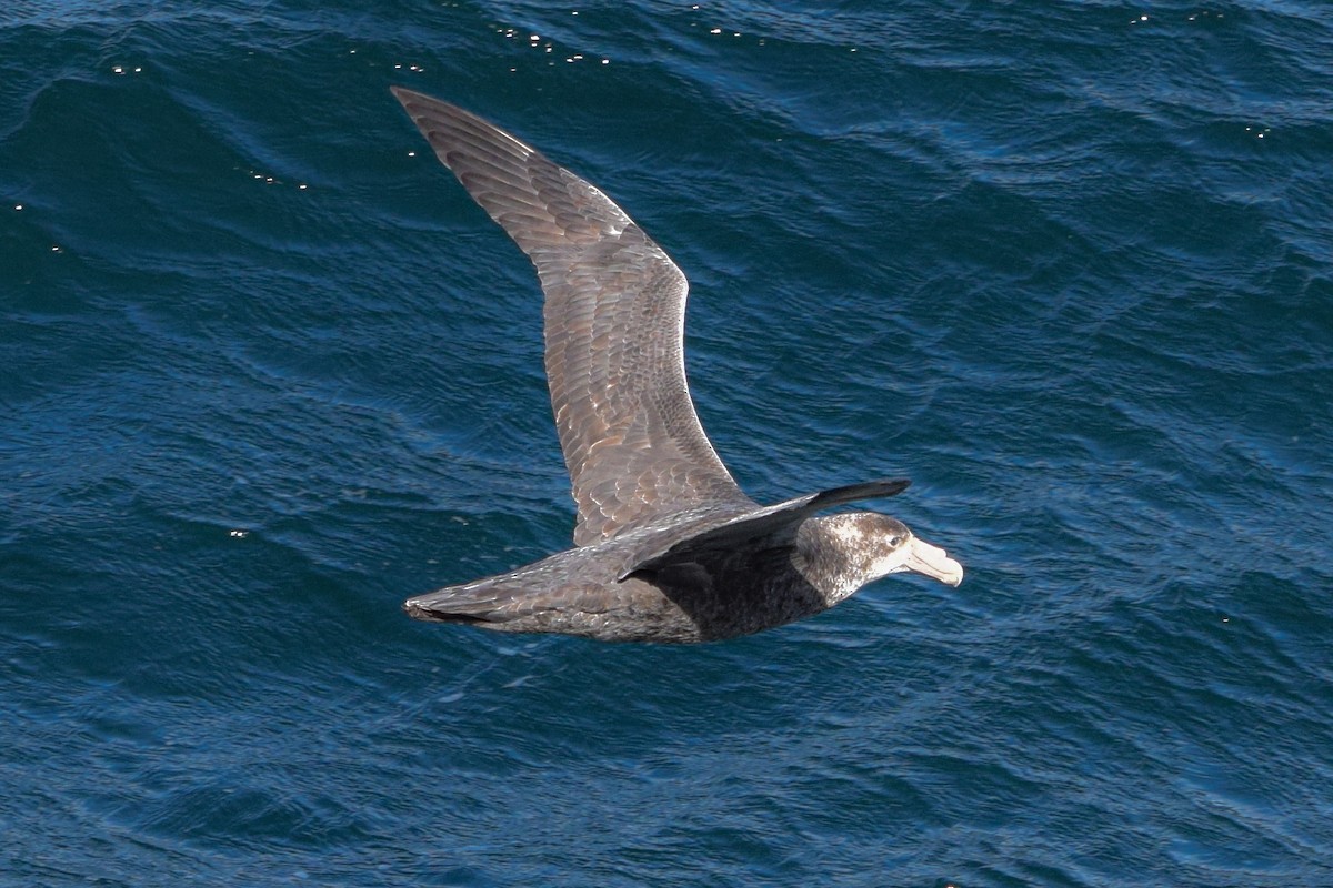 Ossifraga - ML626765380