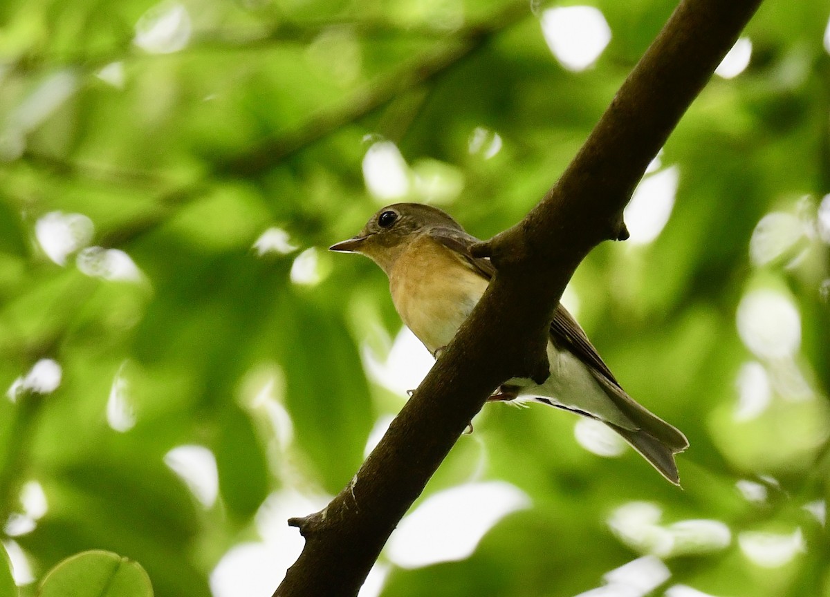 Mugimaki Flycatcher - ML626765492