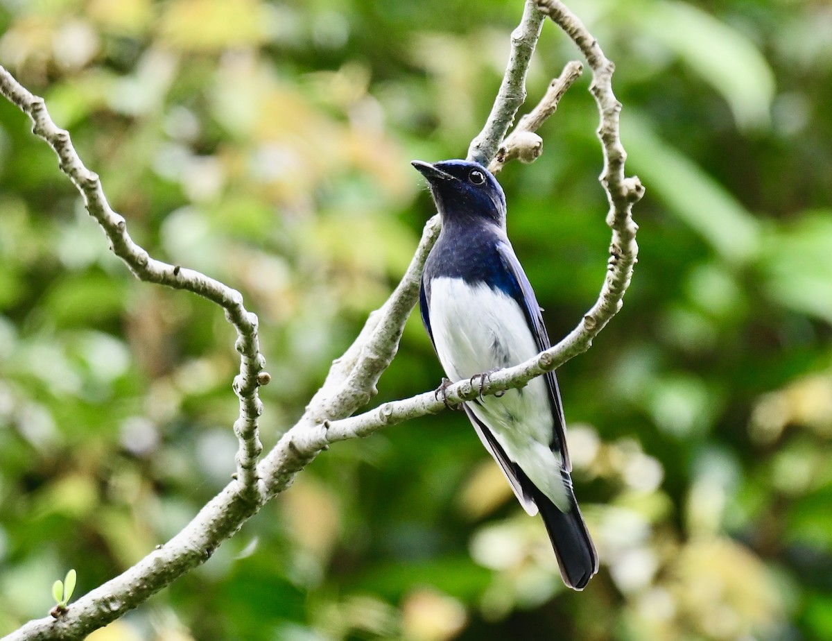 Blue-and-white/Zappey's Flycatcher - ML626765589