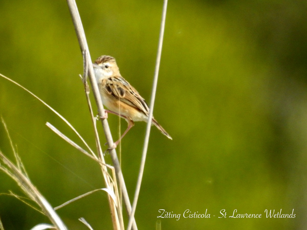 Zitting Cisticola - ML626765656