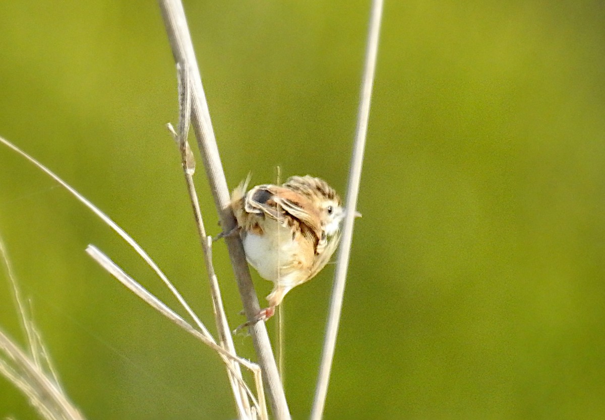 Zitting Cisticola - ML626765657