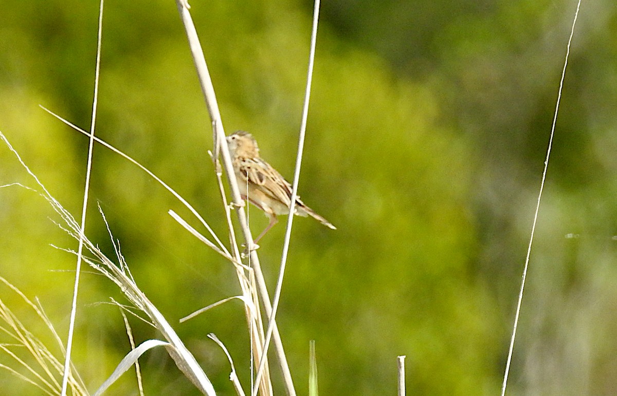 Zitting Cisticola - ML626765658