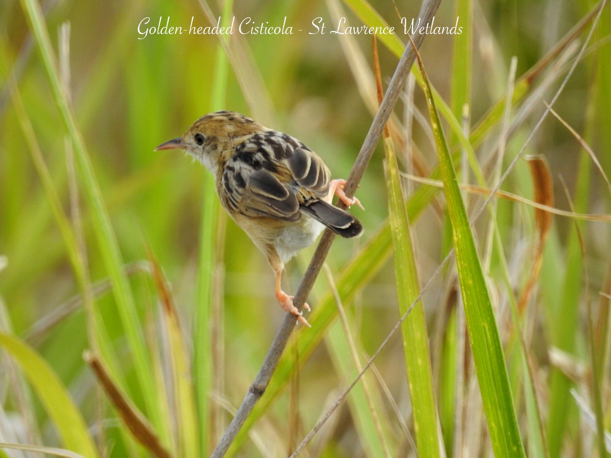 Golden-headed Cisticola - ML626765679