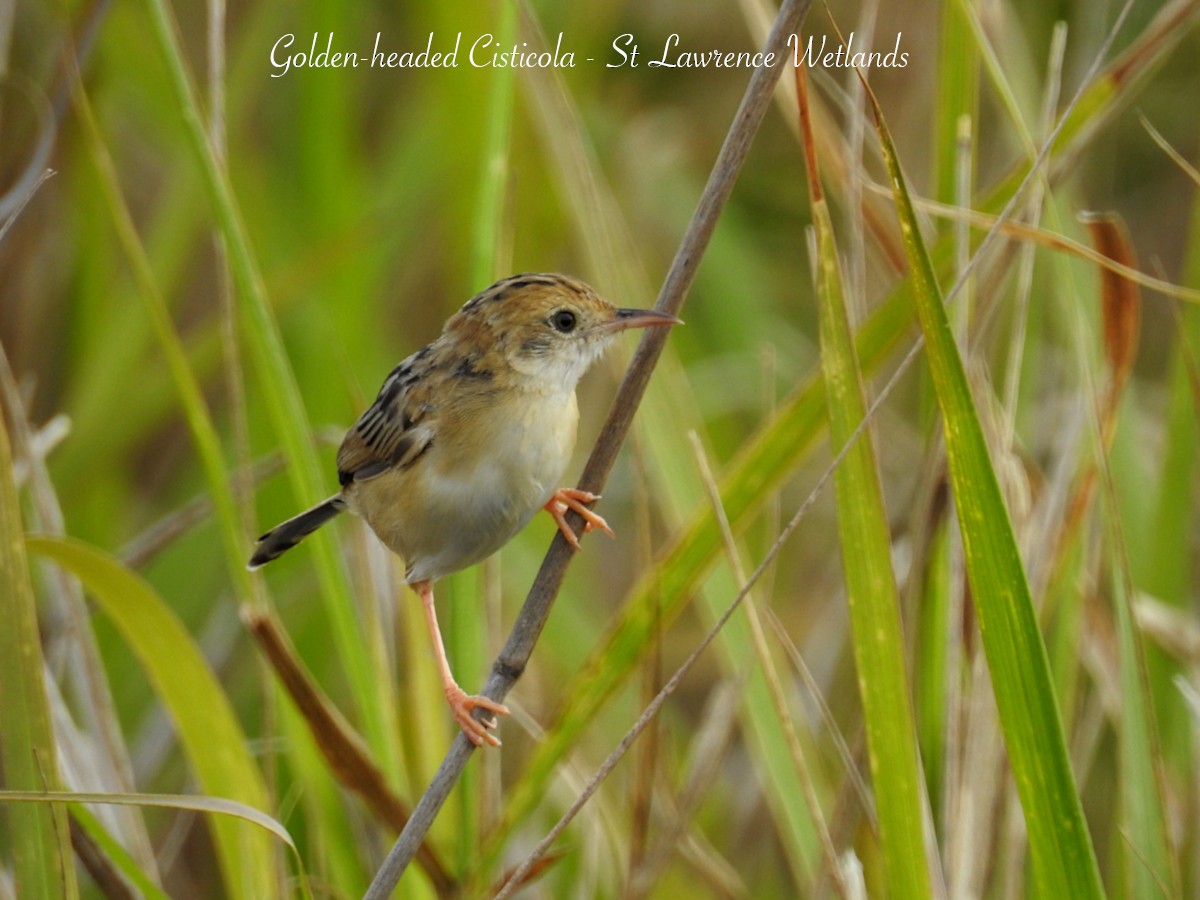 Golden-headed Cisticola - ML626765680