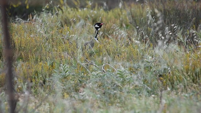 Black Bustard - ML626765814