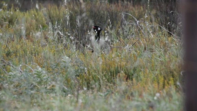 Black Bustard - ML626765815