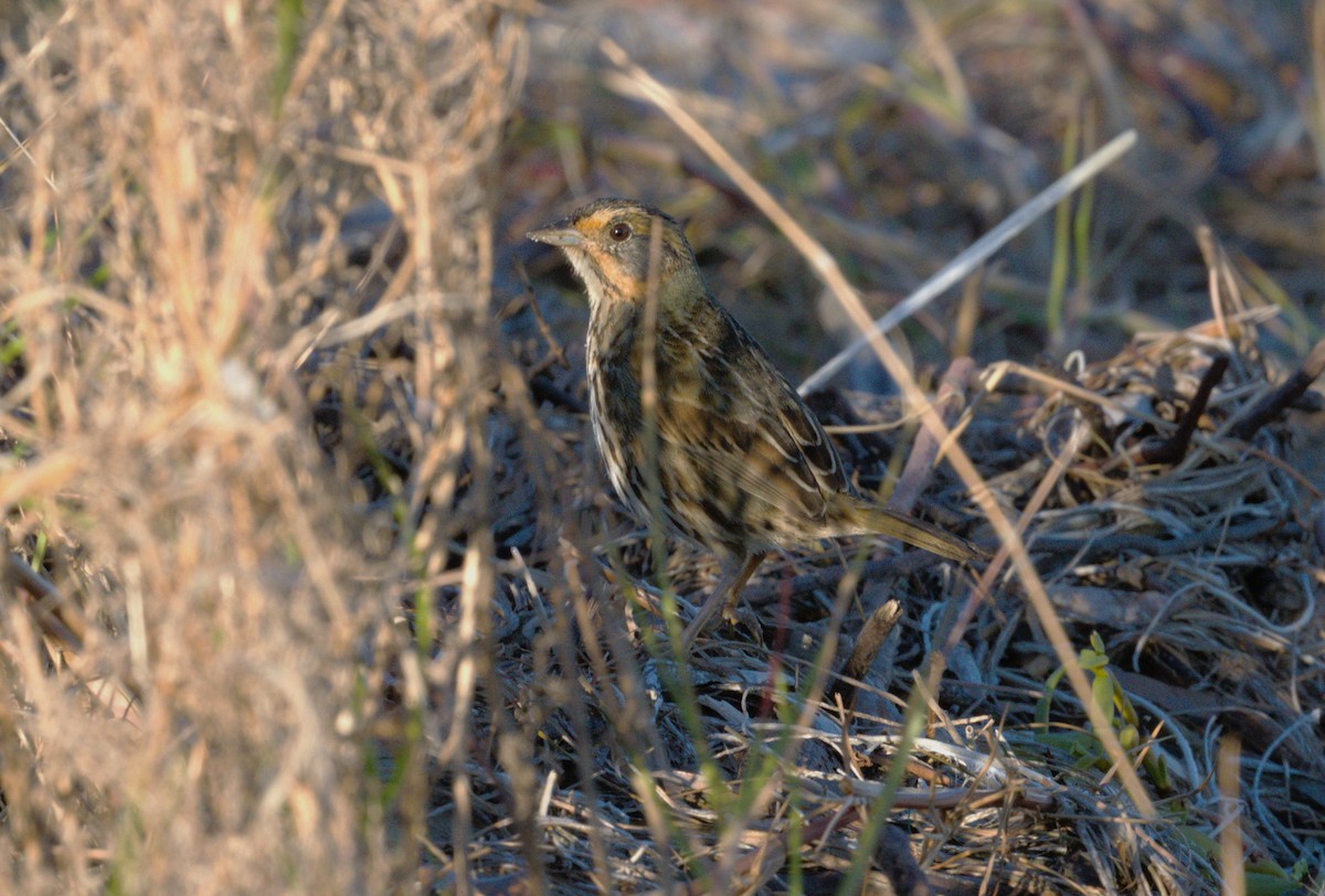 Saltmarsh Sparrow - ML626765904