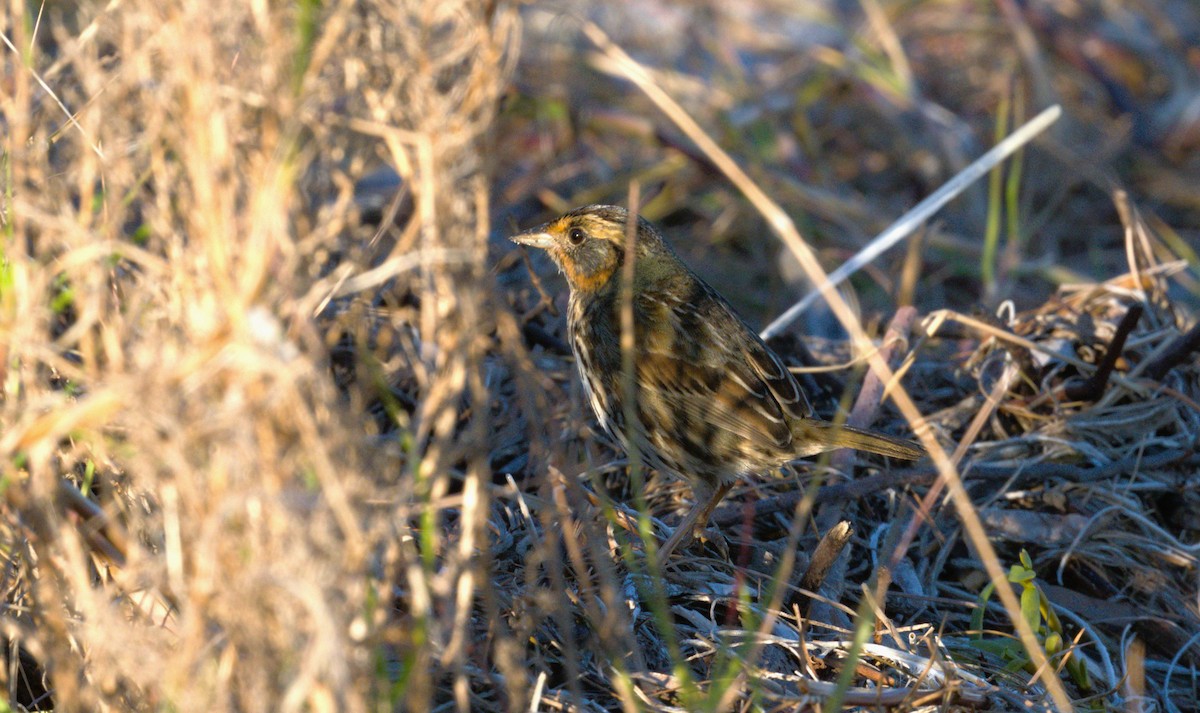Saltmarsh Sparrow - ML626765908