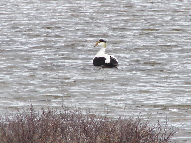 Common Eider - ML62676611