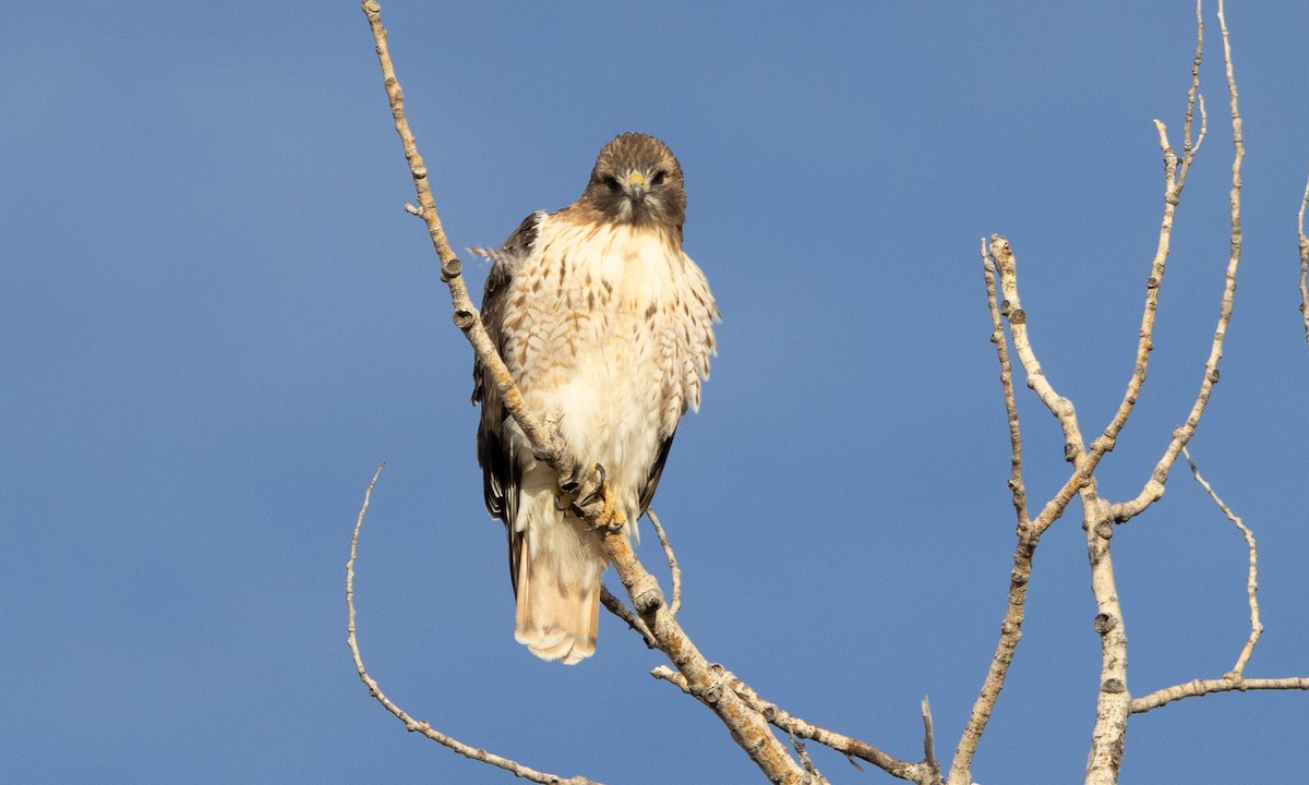 Red-tailed Hawk - ML626766181