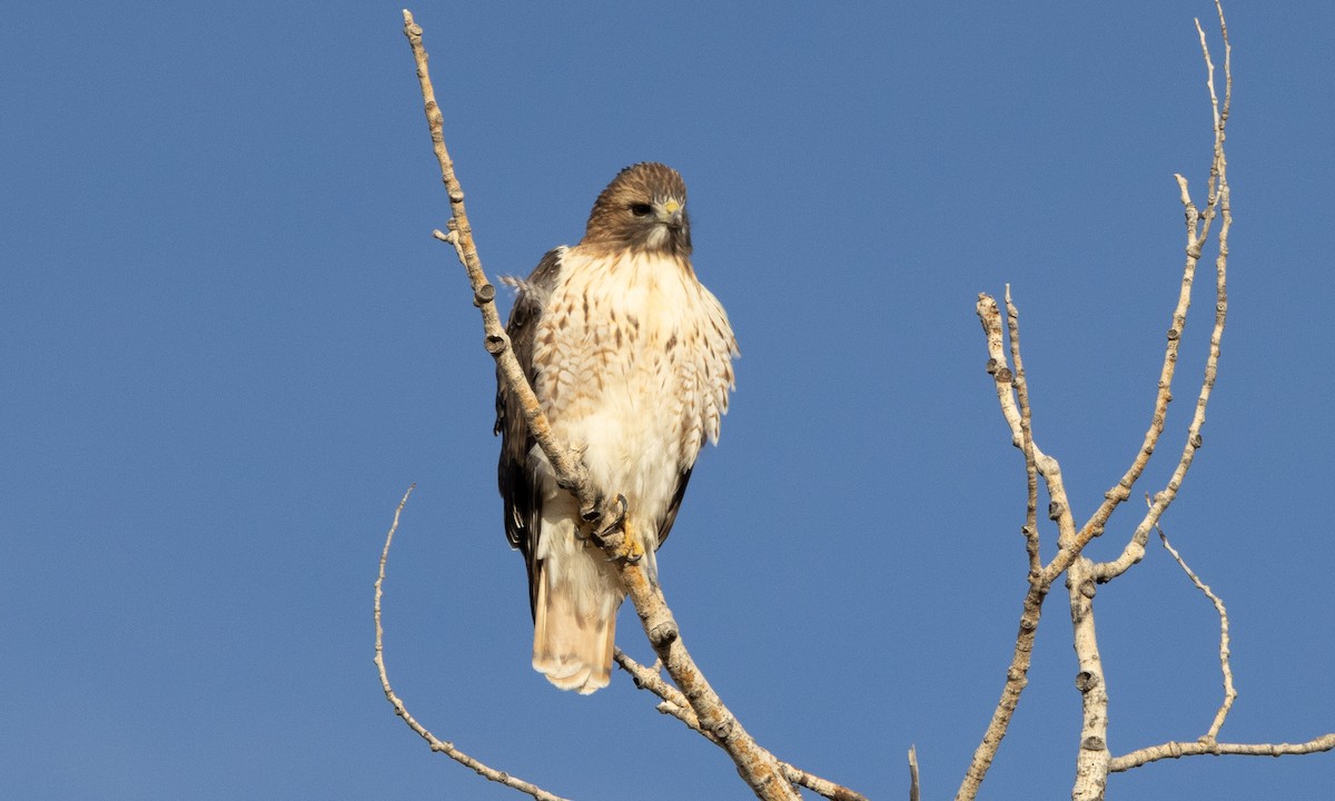 Red-tailed Hawk - ML626766182