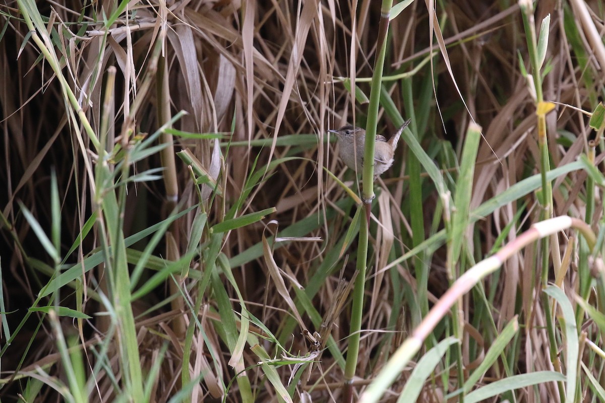 Marsh Wren - ML626766209