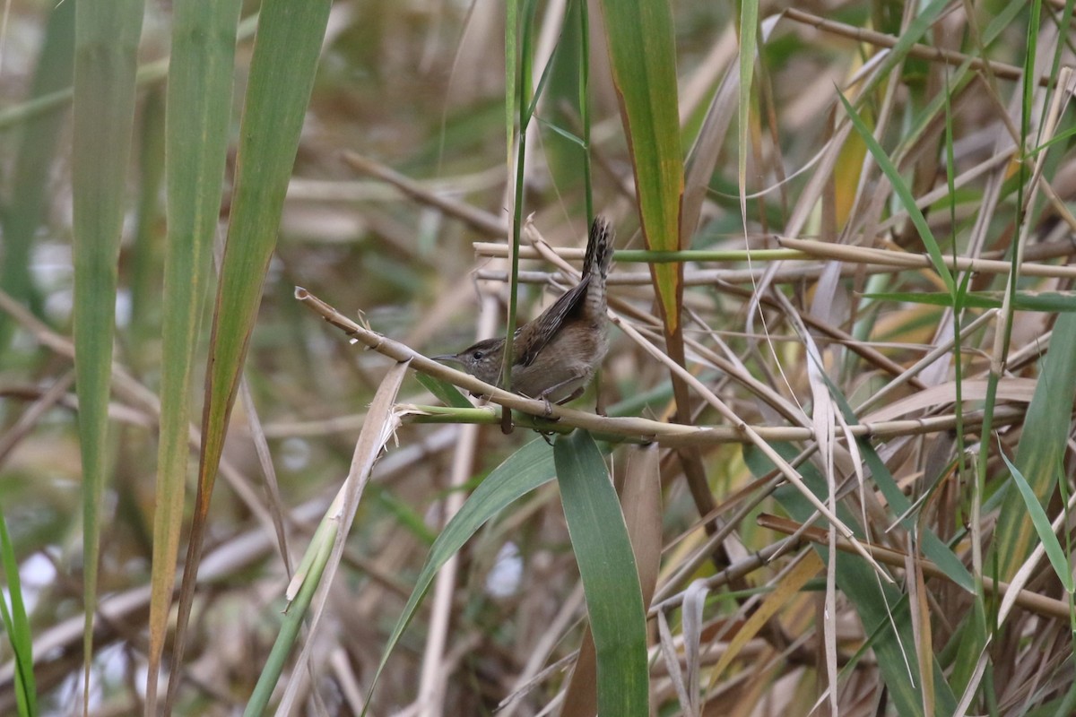 Marsh Wren - ML626766210