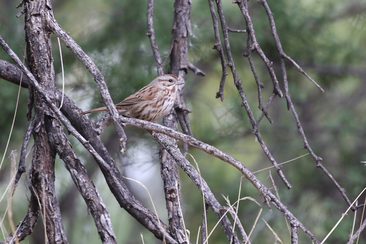 Song Sparrow - ML626766223