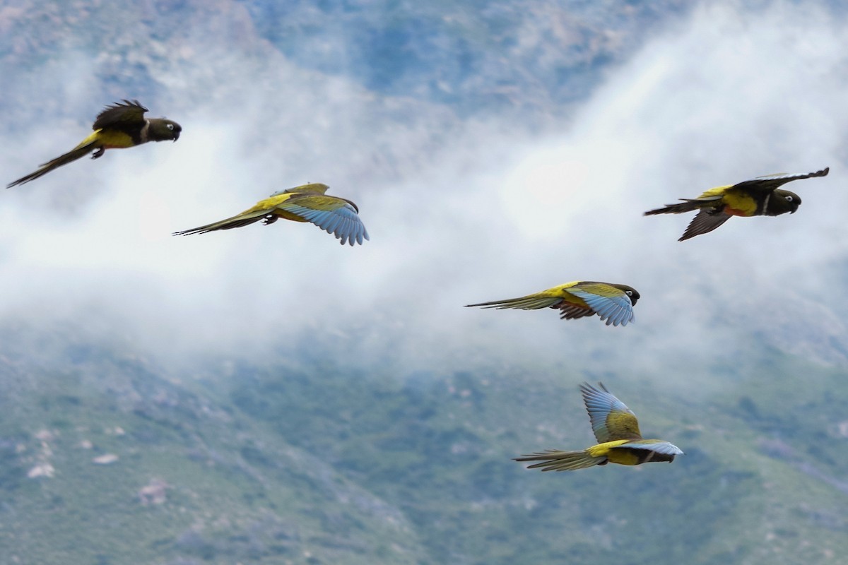 Burrowing Parakeet - ML626766231