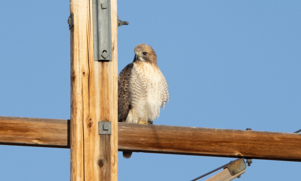 Red-tailed Hawk - ML626766245