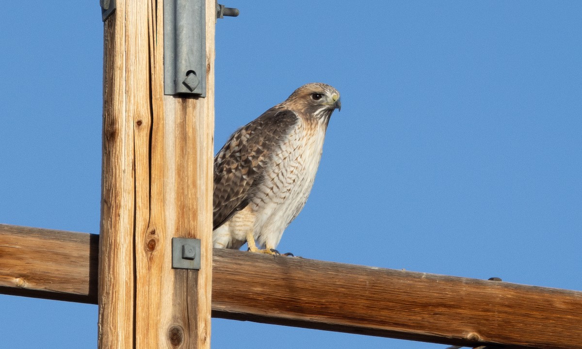 Red-tailed Hawk - ML626766248