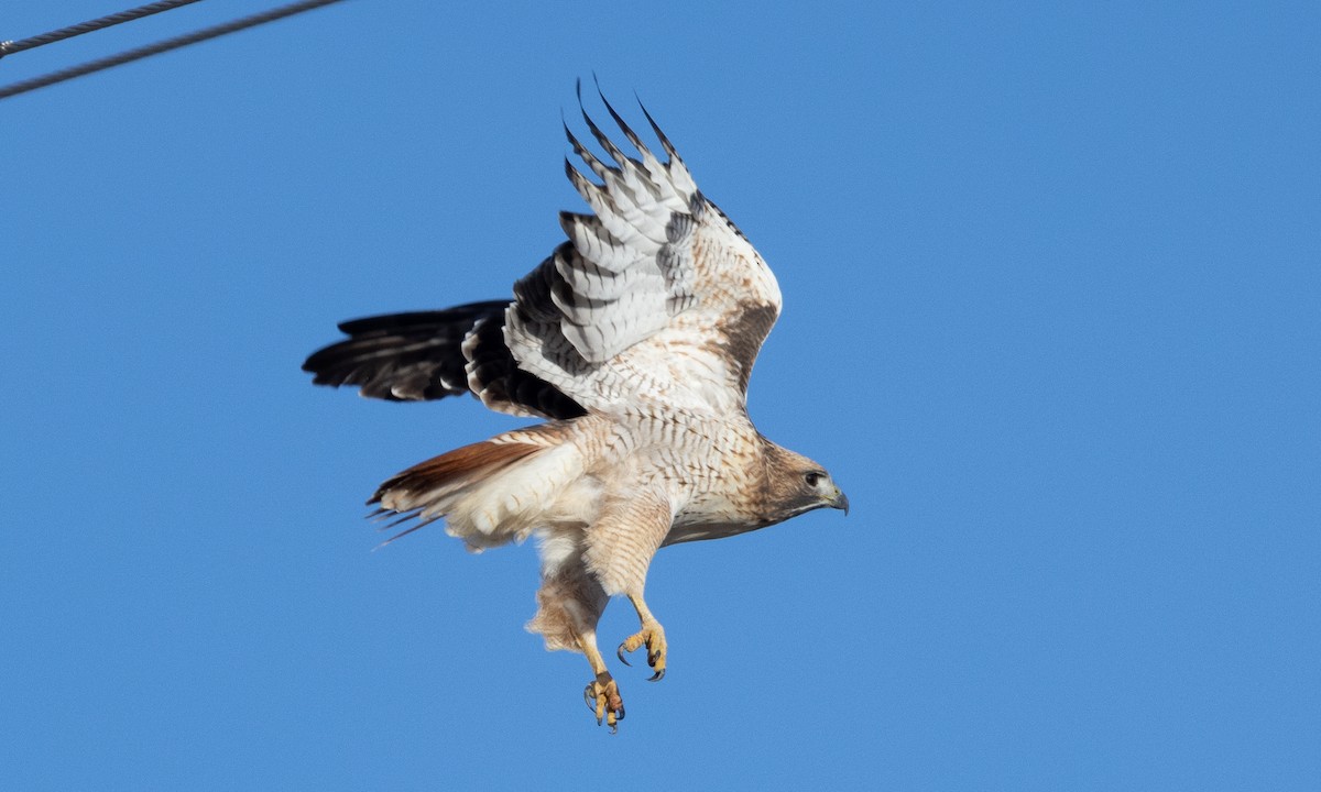 Red-tailed Hawk - ML626766250