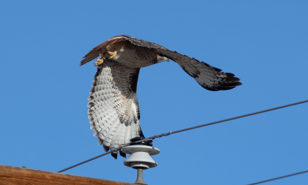 Red-tailed Hawk - ML626766255