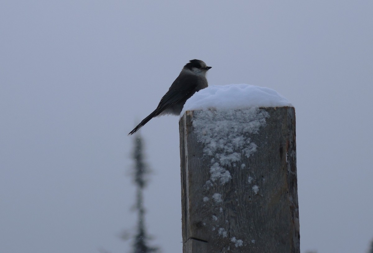 Canada Jay - ML626766271